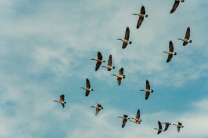 Vliegende vogels als thema voor het onderwerp 'Divi migratie'